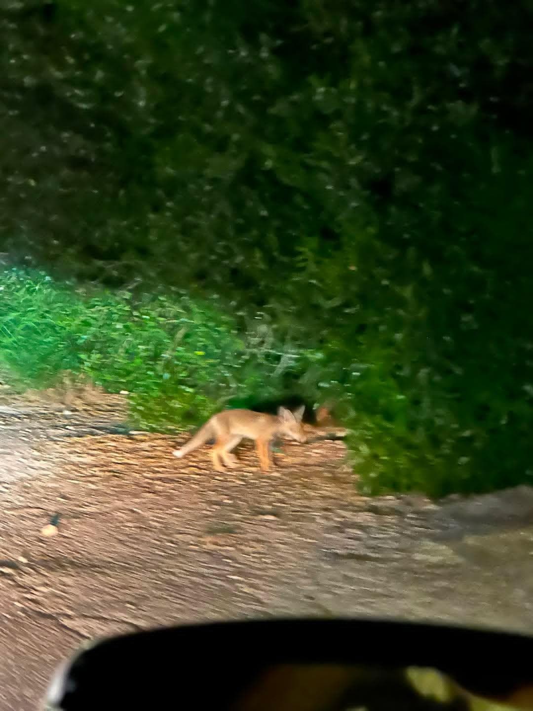 Proof for Find a fox